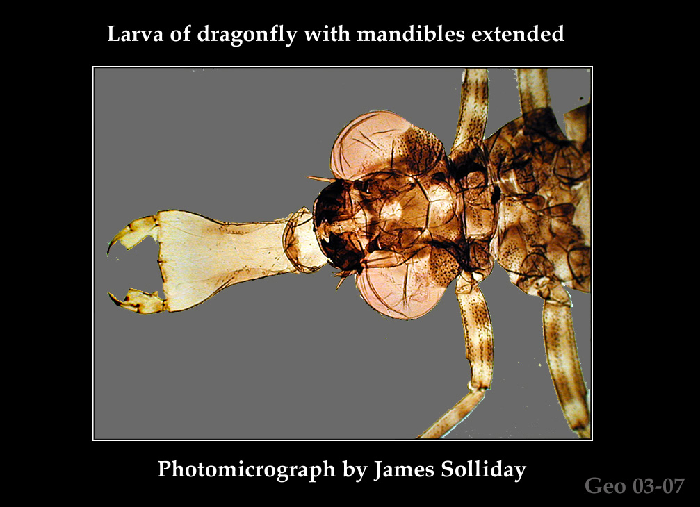 Lava of dragonfly with mandibles extended